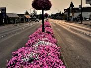 Sweet Home median flowers