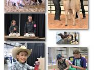 More Linn County Fair photos