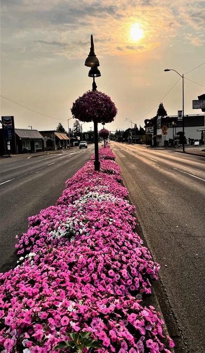Sweet Home median flowers