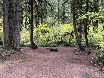 forest