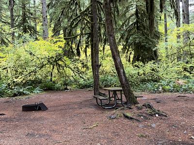 forest_0283