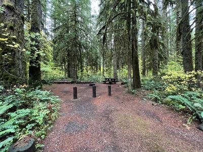 forest_0279