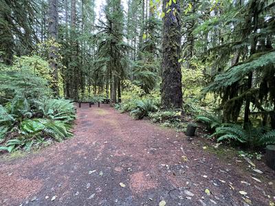 forest_0278