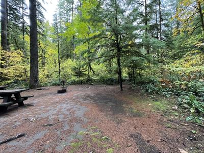 forest_0276