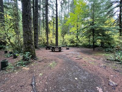 forest_0274
