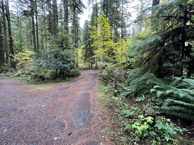 forest_0270