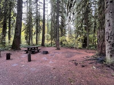 forest_0268