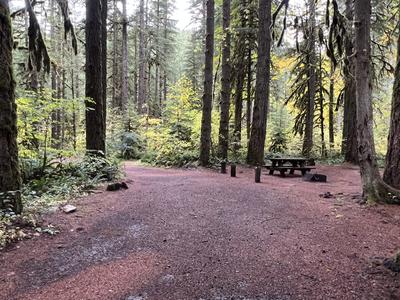 forest_0266
