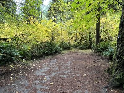 forest_0263