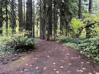 forest_0264