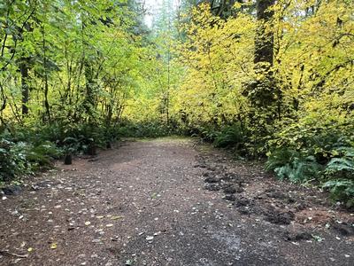 forest_0261