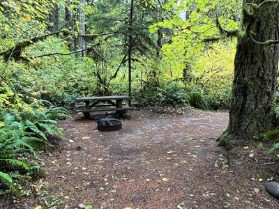 forest_0262