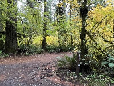 forest_0260