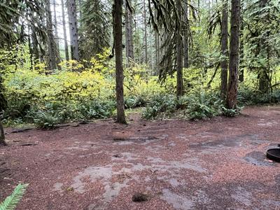 forest_0258