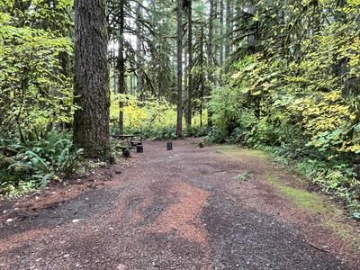forest_0257