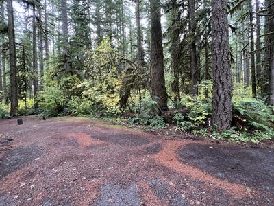 forest_0255