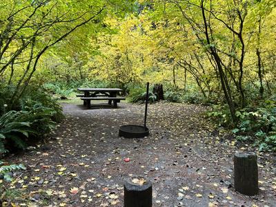 forest_0253
