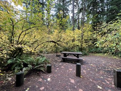forest_0249