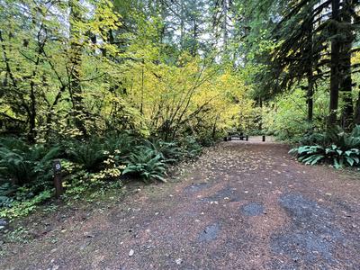 forest_0248