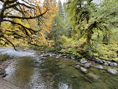 forest_0247