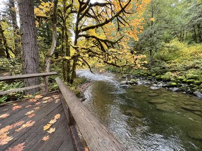 forest_0246