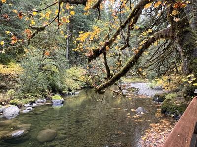 forest_0245