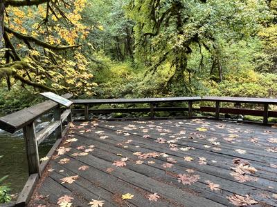 forest_0242