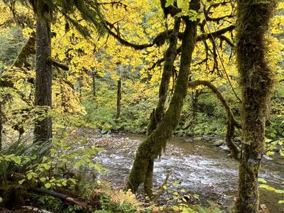 forest_0240