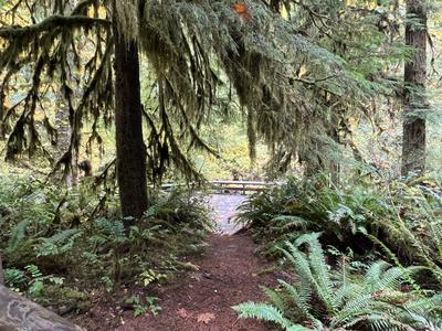 forest_0239