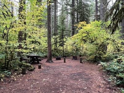 forest_0235
