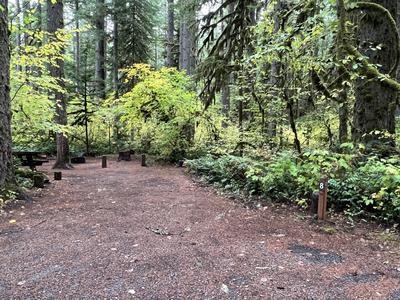 forest_0234