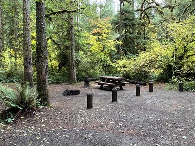 forest_0232