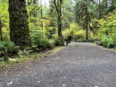 forest_0231