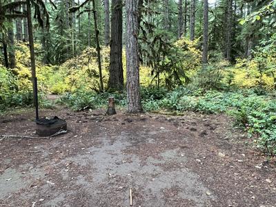 forest_0230