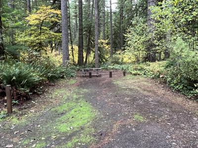forest_0229