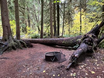 forest_0226