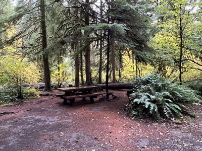 forest_0224