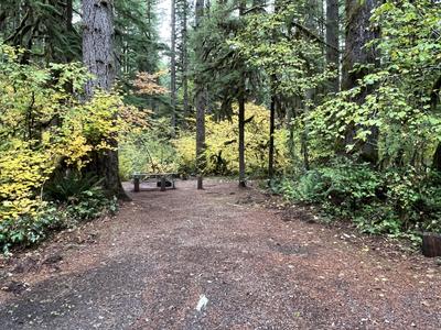 forest_0220