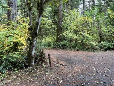 forest_0219