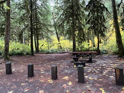 forest_0217