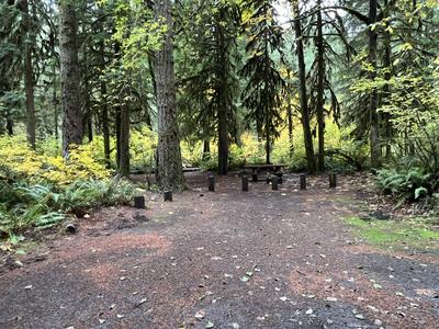 forest_0216