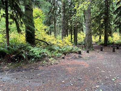 forest_0215