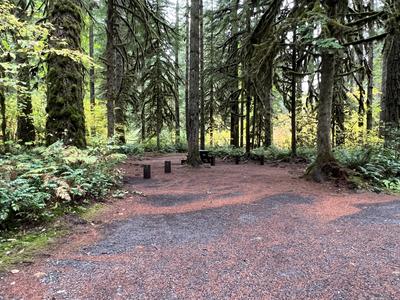 forest_0213