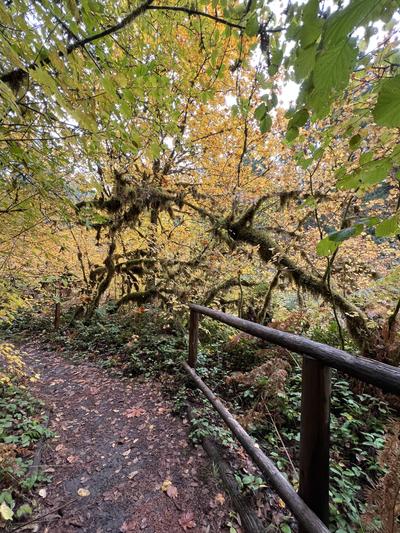 forest_0210