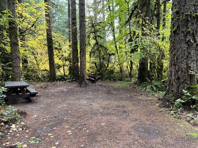 forest_0209