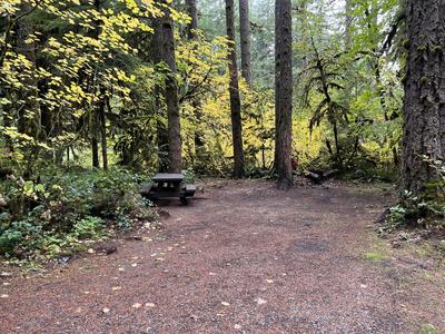 forest_0208