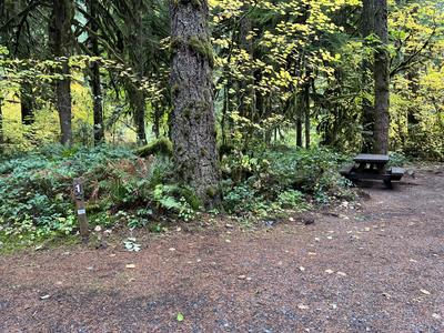 forest_0207