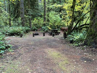 forest_0295