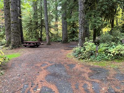 forest_0296