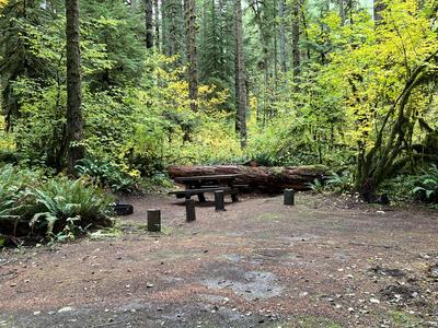 forest_0294